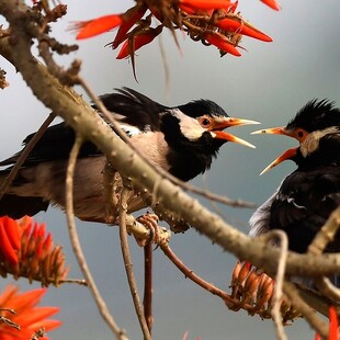 Τα ωδικά πτηνά έχουν ένα πρόσθετο χρωμόσωμα, ισχυρίζονται επιστήμονες