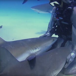Πώς μια δύτρια έγινε η «μητέρα των καρχαριών»