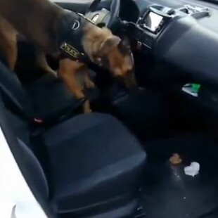 Κιλκίς: Η Μinnie, ο σκύλος της αστυνομίας, βρήκε κάνναβη κρυμμένη σε κιβώτιο ταχυτήτων