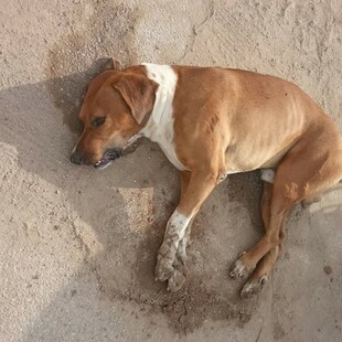 Αργολίδα: Δηλητηρίαση σκύλων από φόλες - Τι καταγγέλλει η φιλοζωική οργάνωση