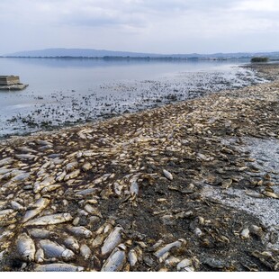Νεκρά ψάρια στην Κορώνεια: Τι έδειξαν οι εργαστηριακές αναλύσεις