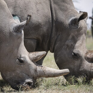 Επιστήμονες σχεδιάζουν να «ρίξουν» ψεύτικα κέρατα ρινόκερου στην αγορά, για να μειώσουν τη λαθροθηρία