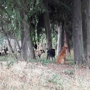 Δεχόμαστε επιθέσεις σκύλων, καταγγέλλουν εργαζόμενοι στο νοσοκομείο Κιλκίς