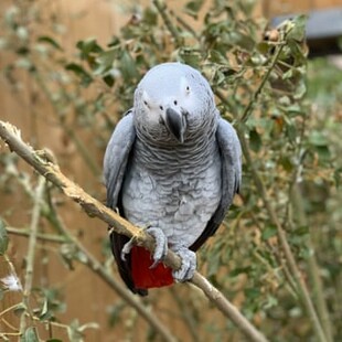 Παπαγάλοι έβριζαν συνεχώς σε ζωολογικό κήπο, και τους χώρισαν για να μην παρασύρουν ο ένας τον άλλο