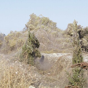 Τεράστιος ιστός αράχνης στη Βιστωνίδα - Το πέπλο «κατάπιε» το τοπίο (ΕΙΚΟΝΕΣ&ΒΙΝΤΕΟ)