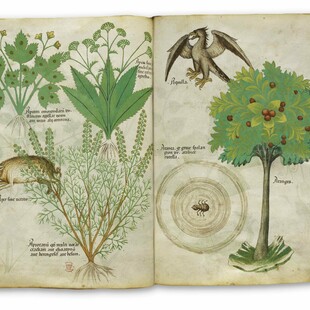 Tractatus de herbis: η σπουδαιότερη πραγματεία της παγκόσμιας βοτανολογίας στη Βρετανική Βιβλιοθήκη