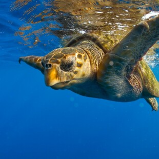 Ζάκυνθος: Τουριστικά σκάφη σκοτώνουν στο πέρασμά τους χελώνες καρέτα - καρέτα