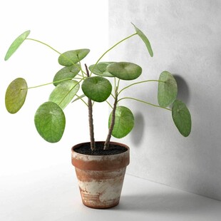 Πώς κόλλησα με την εξωγήινη Pilea Peperomioides - το πιο δημοφιλές φυτό στο instagram