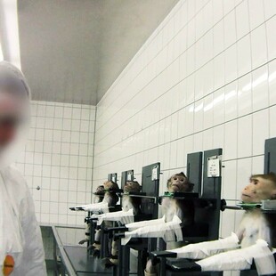 'Εκλεισε το "εργαστήριο του θανάτου" στο Αμβούργο που βασάνιζε ζώα