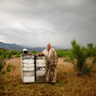 «Σα να στέλνουμε τις μέλισσες σε πόλεμο»: Η θανάσιμη αλήθεια πίσω από το γάλα αμυγδάλου