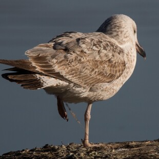 Το ξεπάγωμα της λίμνης της Καστοριάς «αποκάλυψε» πτώματα πουλιών μπλεγμένων σε δίχτυα