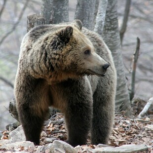 Καστοριά: Αρκουδάκια βρέθηκαν θαμμένα σε αγρόκτημα - Πιθανόν από τη μητέρα τους
