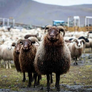 Ισλανδοί σπεύδουν να βοηθήσουν εθελοντικά αγρότες που νοσούν από κορωνοϊό