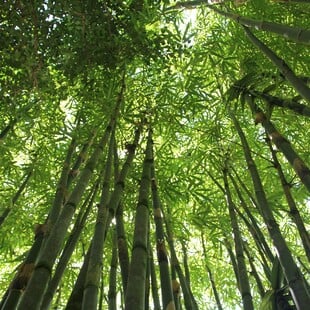 Τα ξηρά τροπικά δάση ενδέχεται να διατρέχουν μεγαλύτερο κίνδυνο από τα υγρά, σύμφωνα με νέα μελέτη