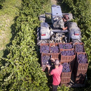 Έλληνες παραγωγοί παλαιώνουν το κρασί του 2019 που δεν πωλήθηκε λόγω κορωνοϊού