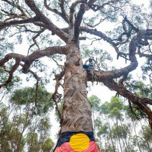 Oργή στην Αυστραλία- Ξερίζωσαν ιερό δέντρο των Αβορίγινων για να γίνει αυτοκινητόδρομος