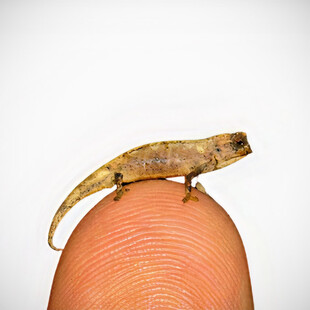 Ανακάλυψαν εντυπωσιακά μικροσκοπικό χαμαιλέοντα - Είναι ίσως το μικρότερο ερπετό του κόσμου