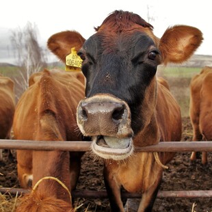 Οι Καναδοί γαλακτοπαραγωγοί σταματούν ταΐζουν φοινικέλαιο τις αγελάδες μετά το ξέσπασμα του «buttergate»