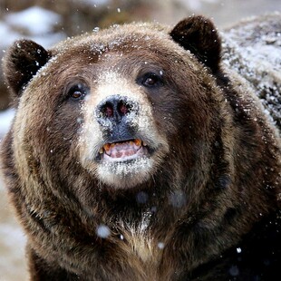 Cocaine Bear : Η ταινία για τη ζωή της αρκούδας που πέθανε από υπερβολική δόση κοκαΐνης κάνει πάταγο πριν ακόμα γυριστεί