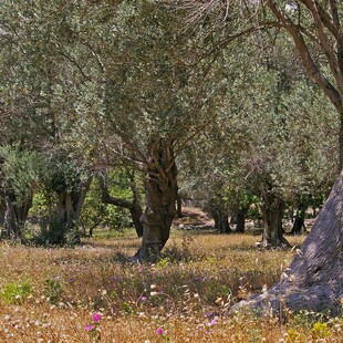 Ισπανία: Οι αγρότες κόβουν τα αιωνόβια ελαιόδεντρά τους για να μειώσουν το κόστος 