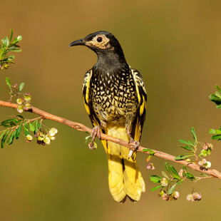 How an endangered Australian songbird is forgetting its love songs