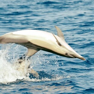 Στην Αλόννησο καταγράφεται πρωτοφανής αύξηση δελφινιών στο θαλάσσιο πάρκο