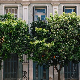 Νεραντζιές: Πώς ένα δέντρο έγινε η «μασκότ» της Αθήνας και κινδύνευσε από τις αποφάσεις ενός δημάρχου