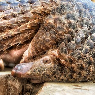 Η εγκληματολογία των παγκολίνων - Τι συμβαίνει με το πιο διακινούμενο θηλαστικό του κόσμου