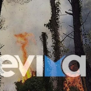 Εύβοια: Πυρκαγιά σε πευκοδάσος - 