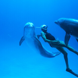 Παγκόσμια Ημέρα Γης στις 22 Απριλίου με τη Δωρεάν Προβολή της βραβευμένης ταινίας Dolphin Man
