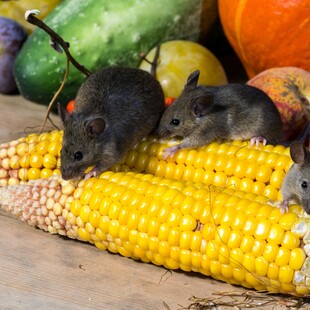 Αυστραλία: Ποντίκια «απειλούν» το Σίδνεϊ και τις αγροτικές καλλιέργειες 