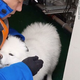 Αρκτική: Πλήρωμα παγοθραυστικού έσωσε σκύλο που περιφερόταν για μια εβδομάδα στο ψύχος