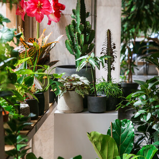 Οι new age πράσινες διευθύνσεις της Αθήνας ή αλλιώς, τα μαγαζιά με φυτά που πρέπει να επισκεφθείτε