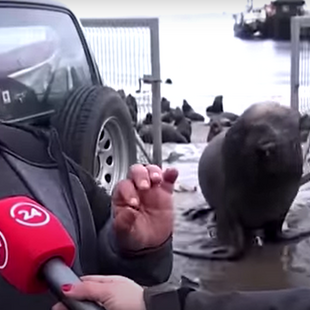 Viral βίντεο με θαλάσσιο ελέφαντα που διακόπτει συνέντευξη στη Χιλή 