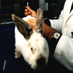 Η Βρετανία θέλει να επιτρέψει τα πειράματα σε ζώα για ουσίες καλλυντικών 