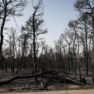 Φωτιές: 450% αυξήθηκε η καμένη έκταση - Πρώτη μεταξύ 15 χωρών της Μεσογείου η Ελλάδα