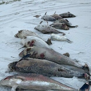 Δεκάδες νεκρές φώκαινες ξεβράστηκαν σε Ολλανδικές ακτές - Άγνωστοι οι λόγοι του θανάτου τους