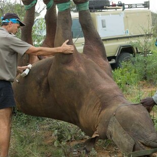Το πείραμα με τους «ανάποδους ρινόκερους» κέρδισε ένα από τα «Νόμπελ» του τρελού επιστήμονα