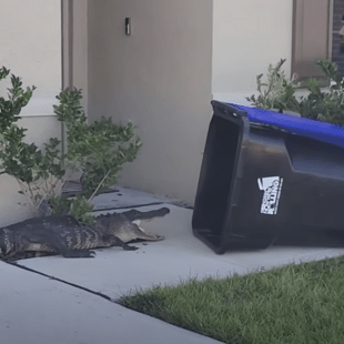 Φλόριντα: Χρησιμοποίησε κάδο για να πιάσει μεγάλο αλιγάτορα που ήταν έξω από το σπίτι του (Βίντεο)