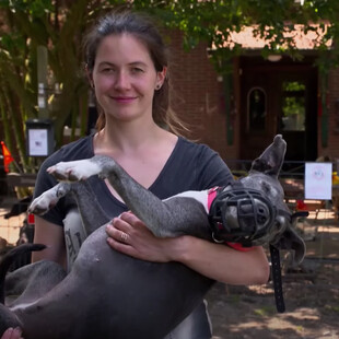 Κακοποιημένα σκυλιά μαθαίνουν να αγαπούν