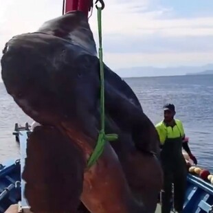 Ισπανία: Τεράστιο ψάρι δύο τόνων πιάστηκε στα ανοιχτά της Θέουτα (BINTEO)