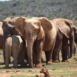 Εξέλιξη των ειδών: Ελέφαντες γεννιούνται χωρίς χαυλιόδοντες λόγω λαθροθηρίας