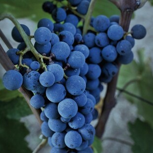 Το Ξινόμαυρο, η κυρίαρχη αμπελοοινική ποικιλία της Βόρειας Ελλάδας, γιορτάζει την 1η Νοεμβρίου