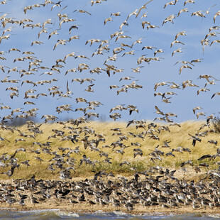 Περιπετειώδες ταξίδι για μεταναστευτικό πτηνό - Επέστρεψε στην Αλάσκα μετά από 57 ώρες non-stop πτήσης 