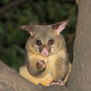 Νέα Ζηλανδία: Πόσουμ κρατούσε «όμηρο» γυναίκα στο σπίτι της 