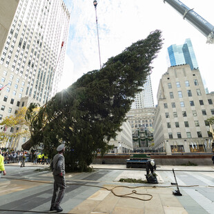 Home for the holidays: Rockefeller tree arrives in NYC