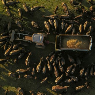Εθελοντές αγωνίζονται να σώσουν εκατοντάδες υποσιτισμένα βουβάλια στη Βραζιλία