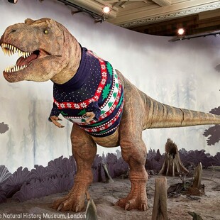 T.rex gets Christmas jumper at Natural History Museum in London