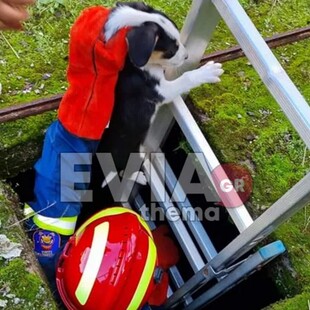 Εύβοια: Εθελοντές πυροσβέστες έδωσαν δύο κουτάβια που έπεσαν σε βόθρο