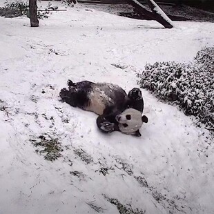 Πάντα στον ζωολογικό κήπο της Ουάσιγκτον απόλαυσαν το πρώτο χιόνι της χρονιάς